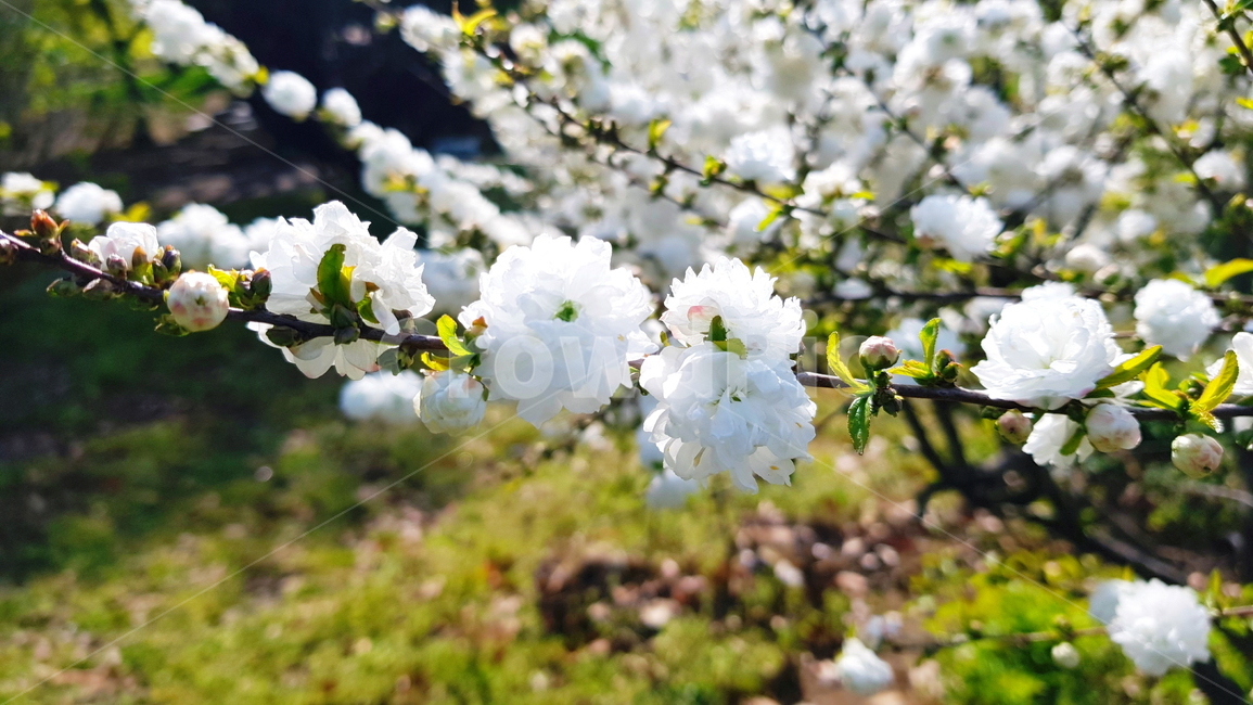 꽃,옥매,옥매화,흰매화,매화,흰꽃,봄,계절,spring,season,식물,자연,plants,nature,꽃,flower,plant,blossom