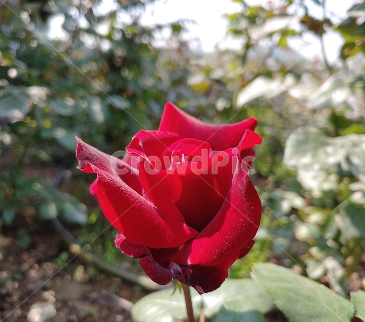 장미,봄꽃,식물,빨간장미,꽃,식물,자연,plants,nature,꽃,flower