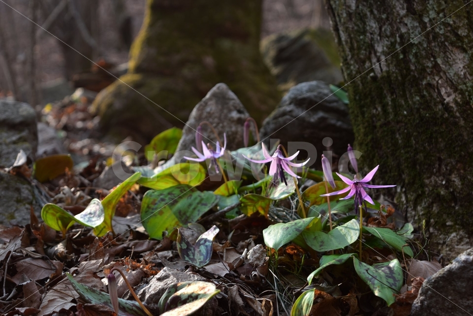 얼레지,봄,야생화,꽃,화야산,경기도,봄꽃,감성,햇살,그림자,Erythroniumjaponicum,가재무릇,백합과,얼레지속,바람난여인,질투,식물,식생,자연,식물,자연,plants,nature,꽃,flower