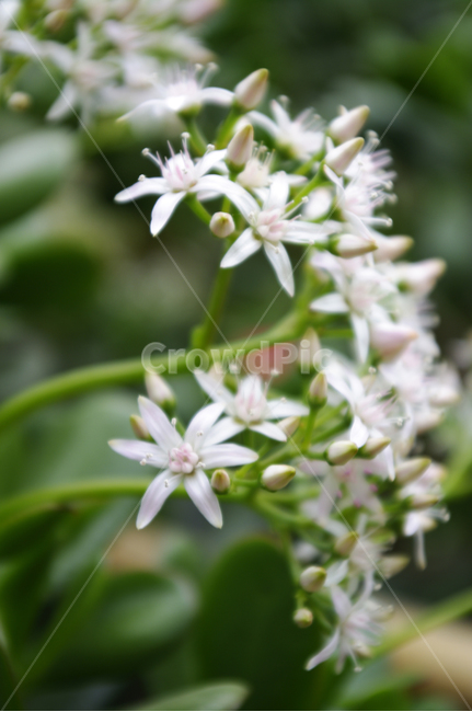 꽃,식물,flower,plant,color,식물,자연,plants,nature,꽃,flower