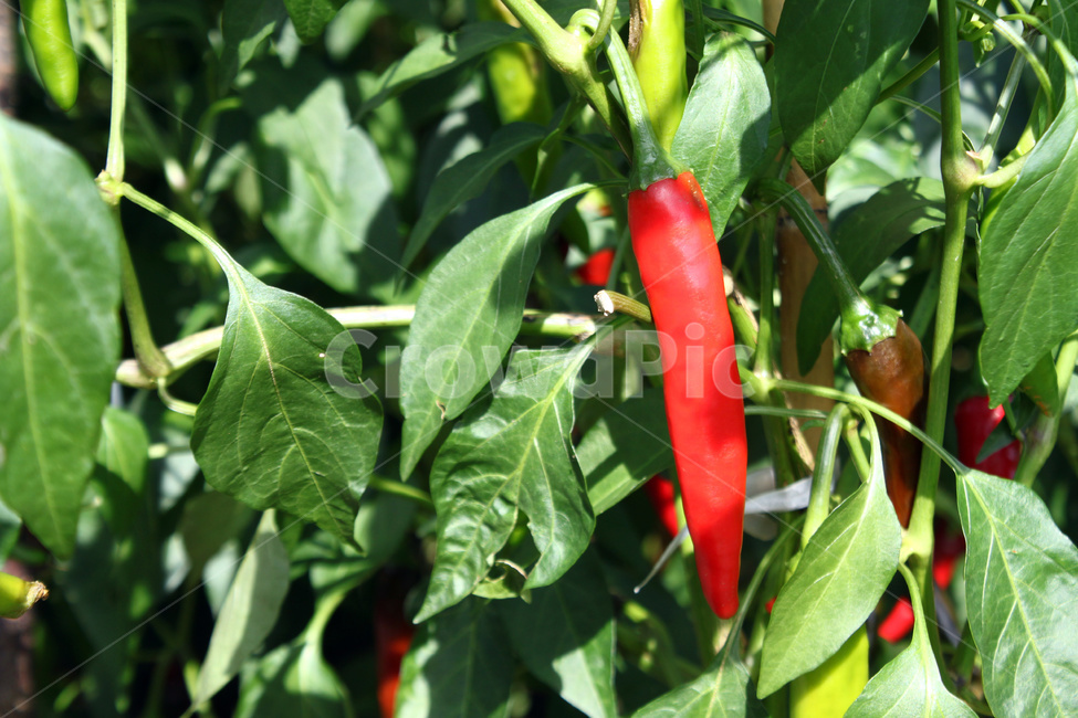 고추,고추재배,붉은고추,고추농사,청양고추,채소,야채,vegetables