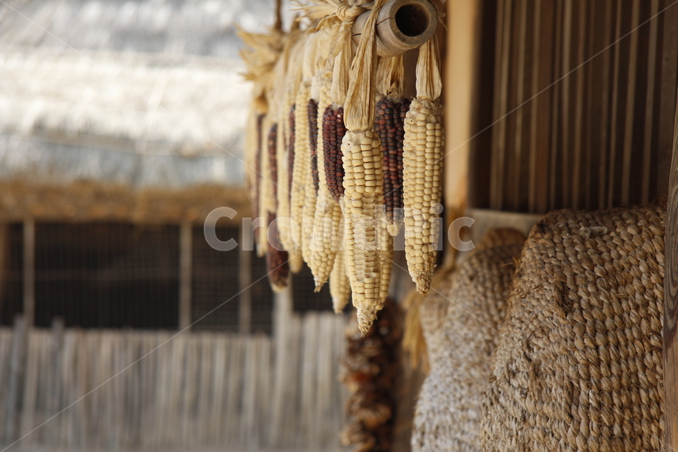 plant,식물,food,음식,옥수수,corn,시골,농촌