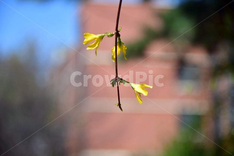 개나리,꽃,봄,식물,자연,plant,노랑