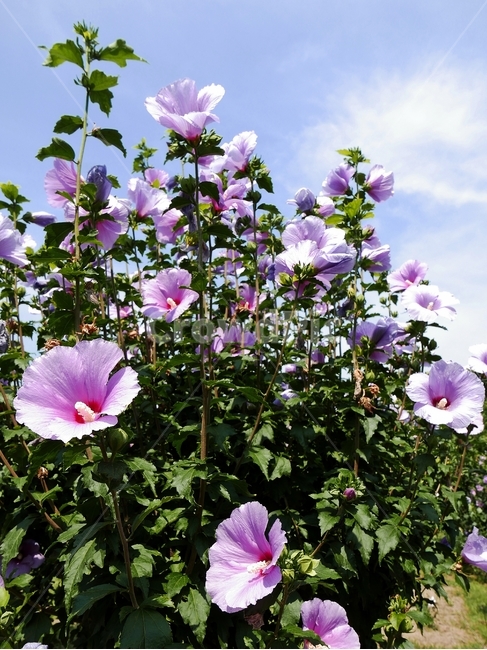 scenic,independence,Rose of Sharon park,cloud,beautiful,leaves,chrysanthemum,Korean painting,weather,sunny,sky,image,Oriental,national flower,background,plant,patriotism,daytime,Taegeuk,object,June,blue sky,pink,veterans,pollen,concept,bright,flower garde