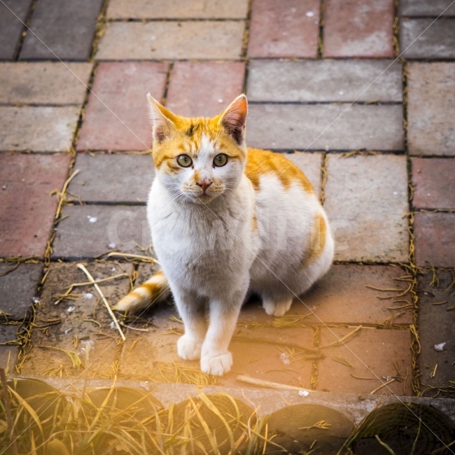 고양이,길고양이,눈맞춤,귀여움,동물,동물,animal,고양이,cat,kitten,kitty,포유류,mammal