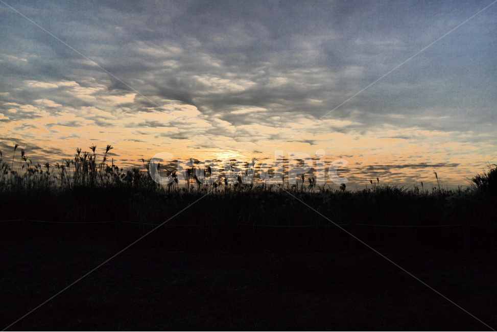 가을,갈대,노을,저녁,하늘,실루엣,자연,풍경,nature,landscape,outdoors,옥외