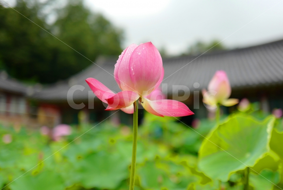 연꽃,꽃,꽃잎,연잎,식물,식물,자연,plants,nature,꽃,flower