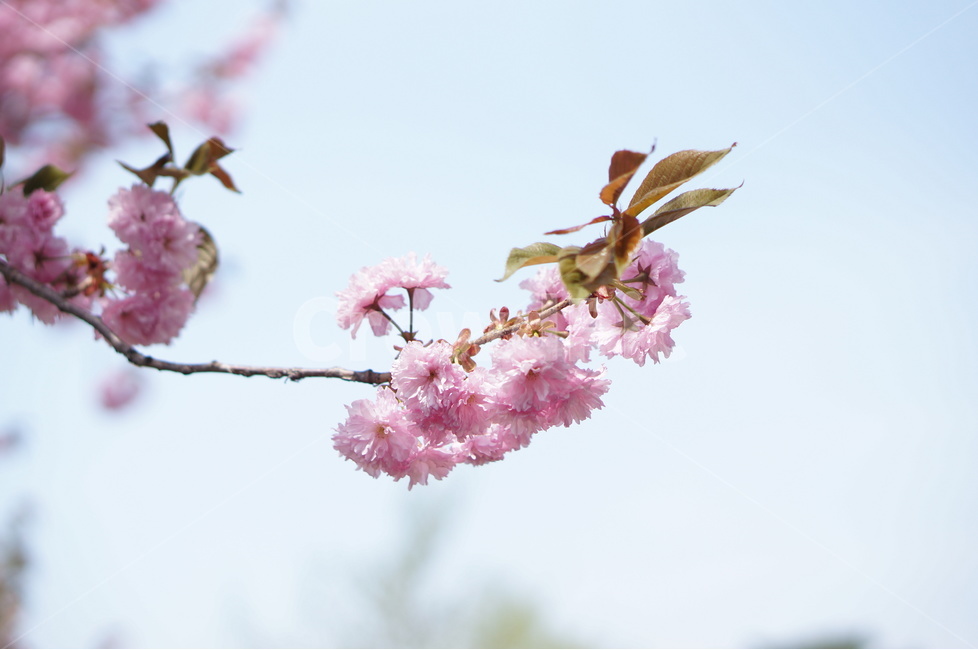 왕벚꽃,겹벚꽃,봄,풍경,핑크,나무,봄,계절,spring,season,식물,자연,plants,nature,꽃,flower,plant