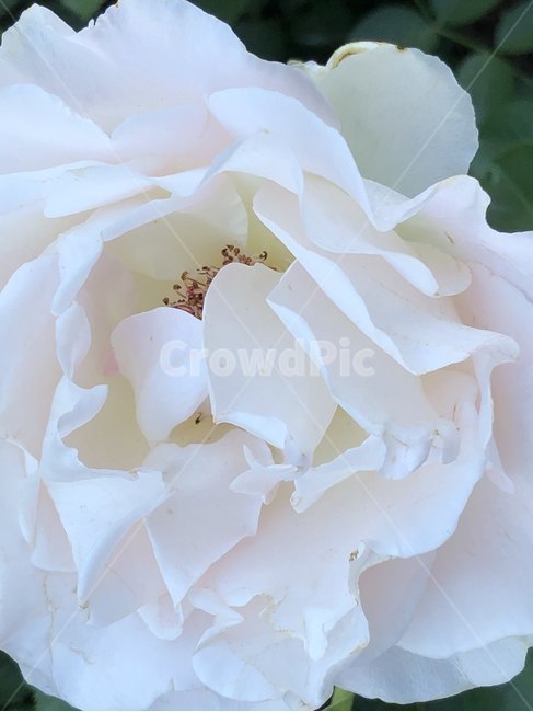 장미,오월,꽃,장미축제,장미꽃사진,식물,자연,plants,nature,꽃,flower