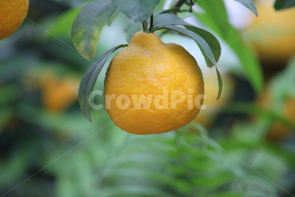 감귤,하귤,밀감,귤,citrus,과일