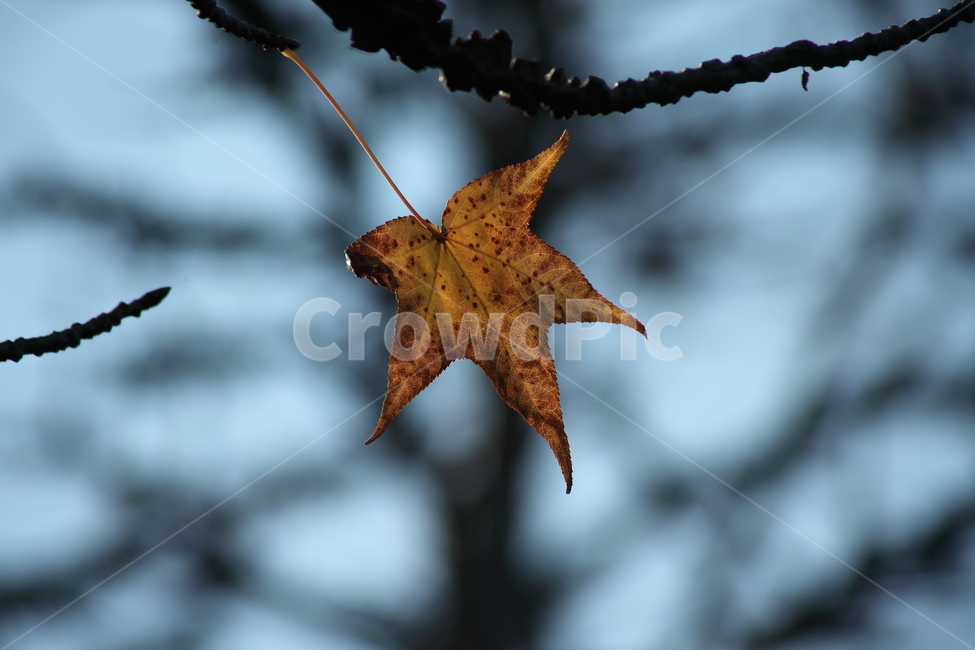 단풍,미국풍나무,가을,liquidambarstyraciflua,sweetgum,가을,계절,fall,autumn,season,식물,자연,plants,nature,leaf,잎,plant,tree,나무
