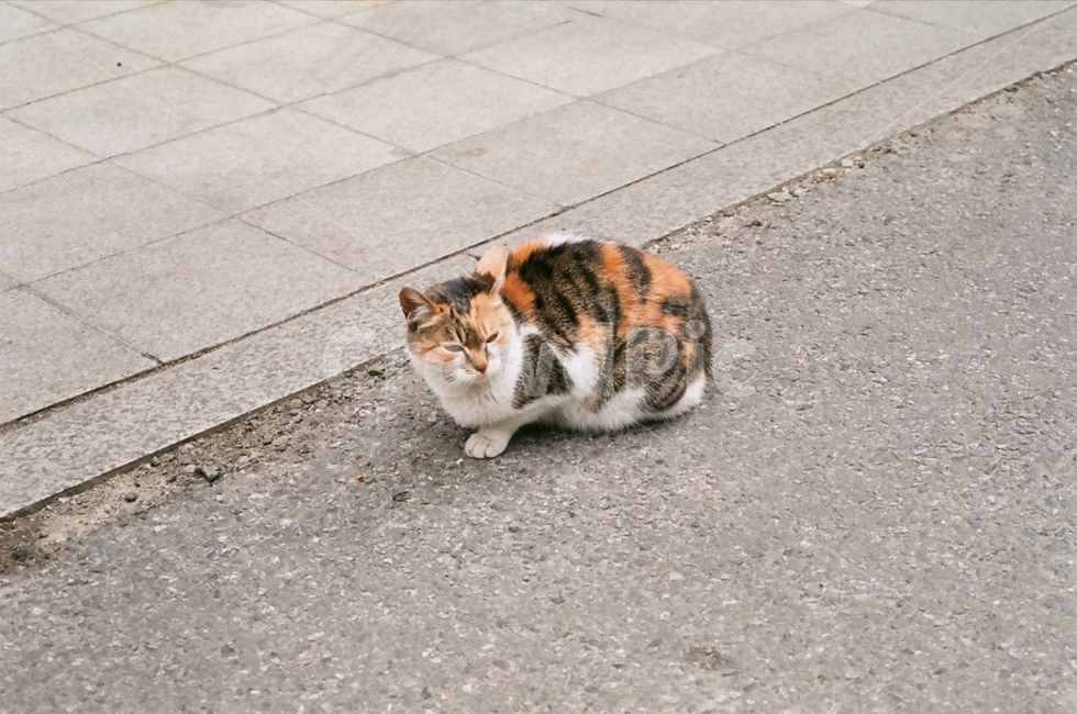 고양이,길고양이,귀여움,애교,기분좋음,동물,animal,포유류,mammal,고양이,cat,kitten,kitty