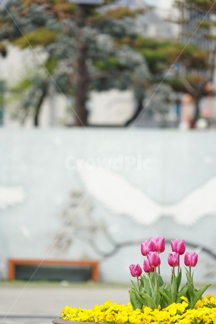 plant,식물,튤립,tulip,빨강,노랑,구근초