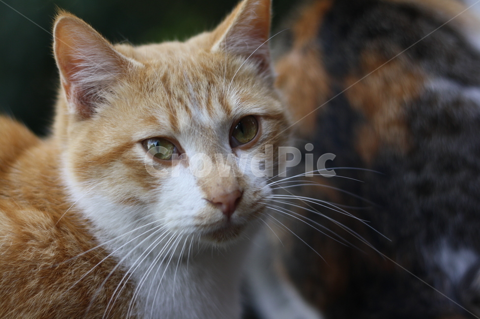 cat,고양이,pet,애완동물,animal,manx,포유류,mammal,동물