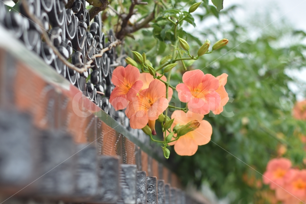 능소화,능수화,꽃과담장,여름꽂,양반꽃,식물,자연,plants,nature,꽃,flower
