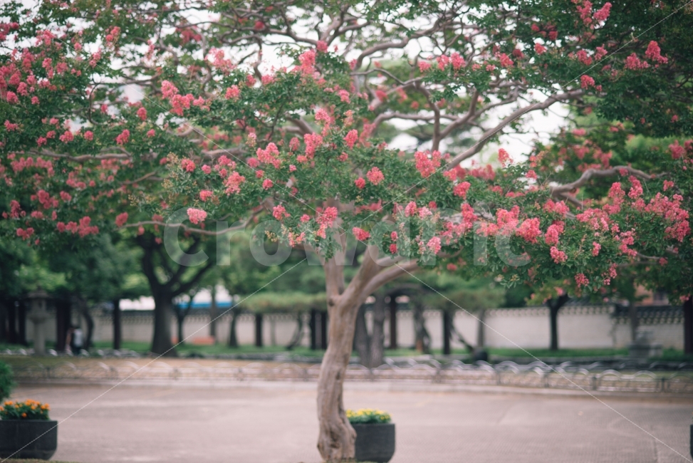 감성사진,풍경,나무,감성,스냅,폰배경,바탕화면,감정,식물,자연,plants,nature,꽃,flower,나무,trees,wood,감성,sensible,feeling