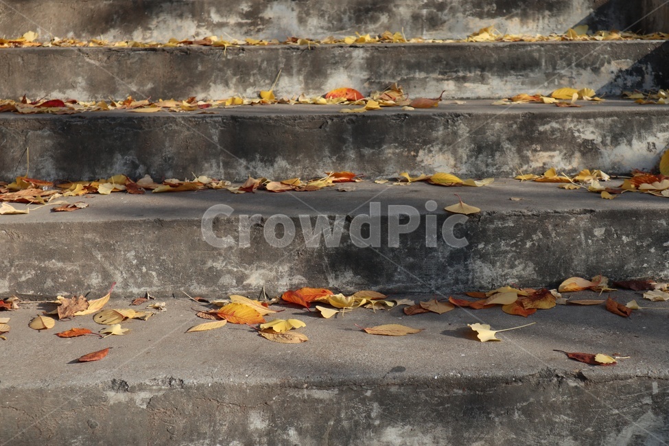 가을,낙엽,계단,나뭇잎,잎,분위기,운치,가을,계절,fall,autumn,season,leaf,plant,식물
