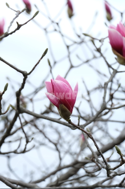 목련,분홍,꽃,봉우리,봄,봄,계절,spring,season,식물,자연,plants,nature,꽃,flower,plant,sprout,새싹,bud,싹,blossom