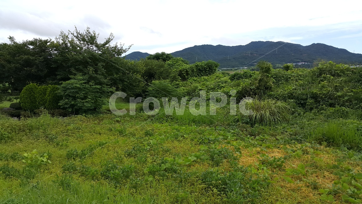 들판,풀,식물,field,grass,자연,풍경,nature,landscape,grassland,목초지,들,outdoors,옥외,rural,농촌,farm,농장