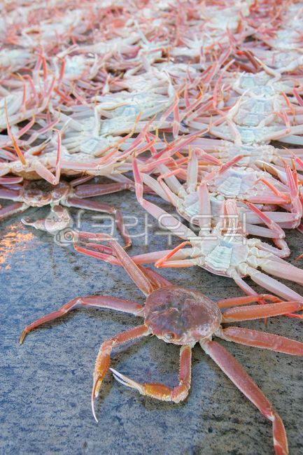 게,대게,수산물,해물,바다생물,영덕대게,울진대게,crab,snowcrab,seafood,seacreatures,yeongdeoksnowcrab,uljinsnowcrab,해양생물,sealife,대게경매장