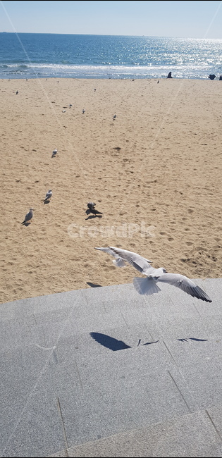 날다,갈매기,새,bird,flying,바다새,바닷가풍경