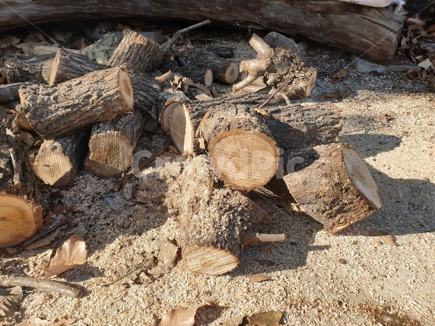 firewood,장작,땔감,겨울,tree,wood,나무,lumber,재목,식물,자연,plants,nature,나무,trees,wood