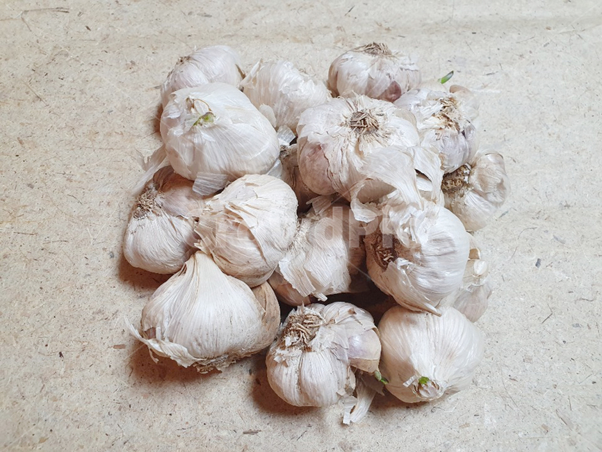 마늘,garlic,한지,채소,생마늘,food,음식,야채,음식,식재료,요리,food,cook,meal,dishes,food reserves