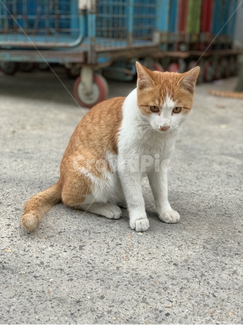 고양이,냥이,앉은고양이,생각하는고양이,알룩무늬고양이