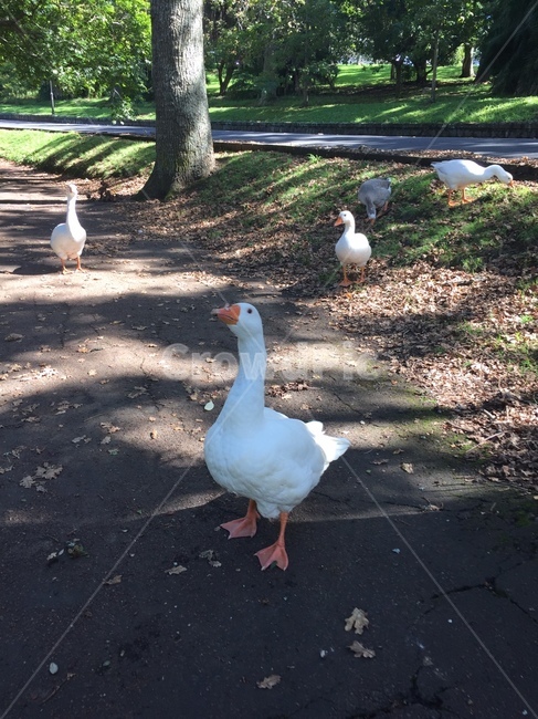 animal,동물,bird,새,거위,오리