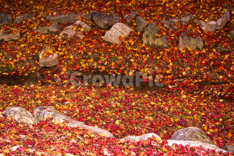 낙엽,잎새,잎파리,가을,계절,감성,식물,자연,가을,계절,fall,autumn,season,식물,자연,plants,nature,leaf,잎,plant,tree,나무,maple,단풍,ground,바닥