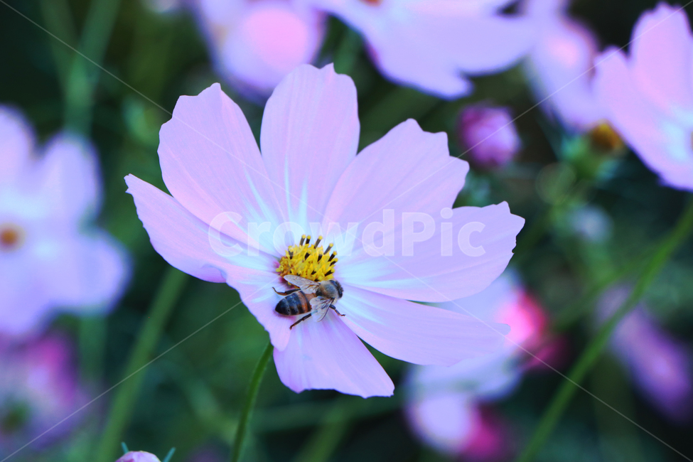 꽃,자연,벌,배경,flower,가을,계절,fall,autumn,season,식물,자연,plants,nature,꽃,flower,동물,animal,곤충,벌레,insect,bug,plant