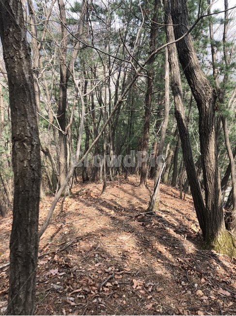 자연,나무,겨울,산,언덕,숲