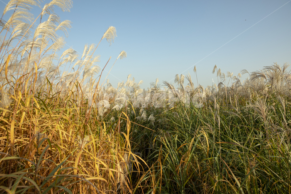 갈대,숲,갈대숲,하늘,파란하늘,가을,autumn,fall
