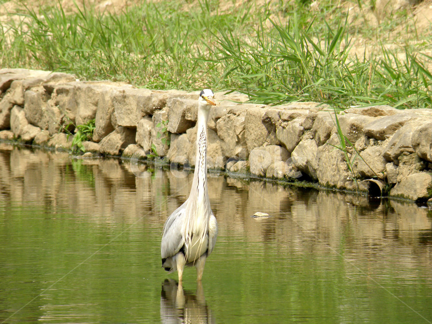 동물,학,조류,새,왜가리,불광천,동물,animal,조류,새,birds
