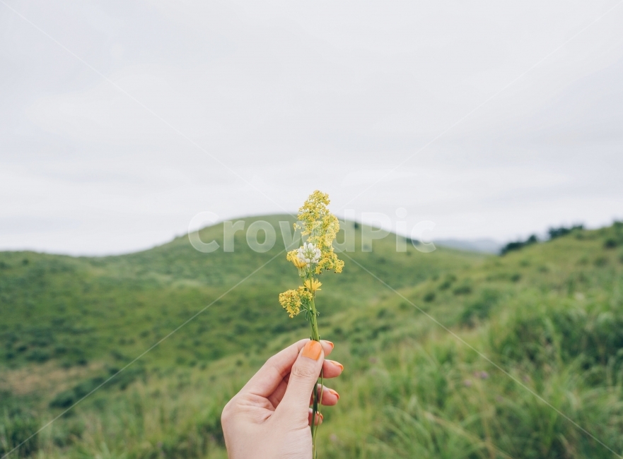 감성사진,제주도,오름,풍경,자연,korea,여행,꽃,풀,식물,자연,plants,nature,꽃,flower,감성,sensible,feeling