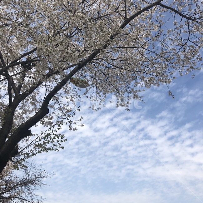 벚꽃,나무,꽃,봄,분홍,색감,평화로운,편안한,힐링,치유,여유,자연,풍경,계절,spring,cherryblossom,flower,tree,nature,relaxation,healing