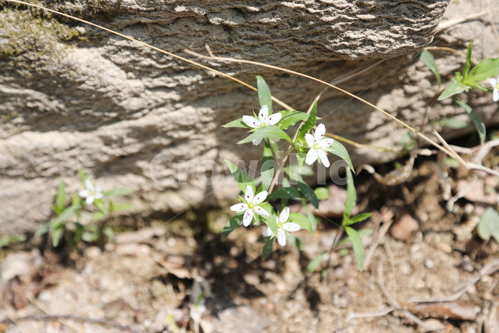 야생화,꽃,바위,틈새,접사,매크로,wildflower,nature,macro,rock