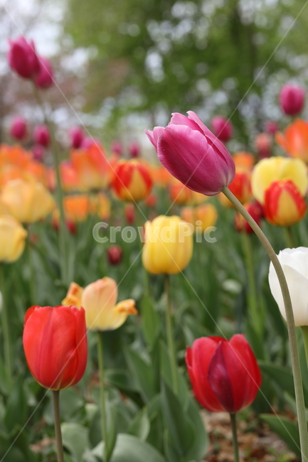 꽃,튤립,꽃밭,봄,계절,자연,풍경,색깔,tulips,flower,nature,season,spring,park,field,colors,colorful,봄,계절,spring,season,식물,자연,plants,nature,꽃,flower,plant,blossom