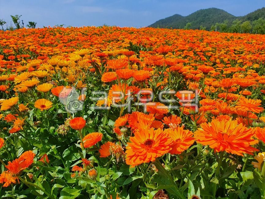 금잔화,진도지산면,꽃,flower,풍경