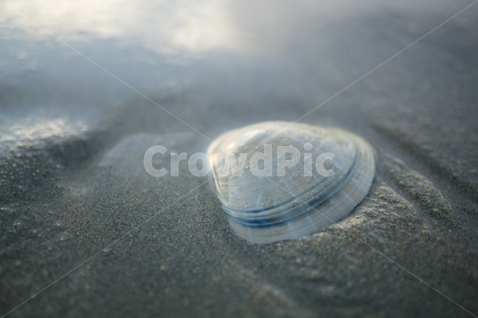 자연,모래,해변,바다,물,조개,해산물,해변,바다,beach,sea