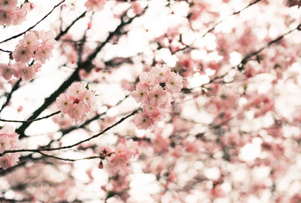 봄,벚꽃,꽃,flower,필름,감성,감성사진,film,analog,아날로그,봄,계절,spring,season,식물,자연,plants,nature,꽃,flower,감성,sensible,feeling,plant,blossom