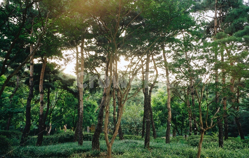 자연,나무,필름카메라,힐링,공원,자연,풍경,nature,landscape,vegetation,초목,plant,식물,tree,land,땅,outdoors,옥외,tree trunk,나무 줄기