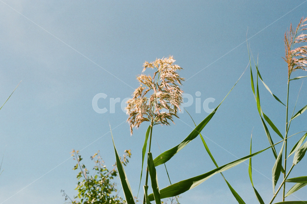 가을,푸른하늘,햇빛,바람,공원,야외,grass,식물,plant,자연,풀,풀잎,식물,자연,plants,nature