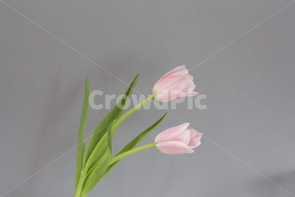tuiip,flower,springflower,튤립,꽃,배경화면,식물,자연,plants,nature,꽃,flower