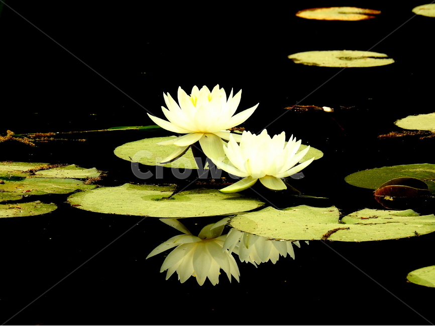 봄,계절,꽃,풍경,식물,식물,자연,plants,nature,꽃,flower