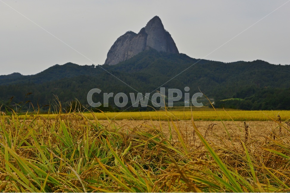 전북,진안,마이산,농업,농사,경작,가을,계절,nature,자연,outdoors,옥외,field,들,논,벼,자연,풍경,nature,landscape