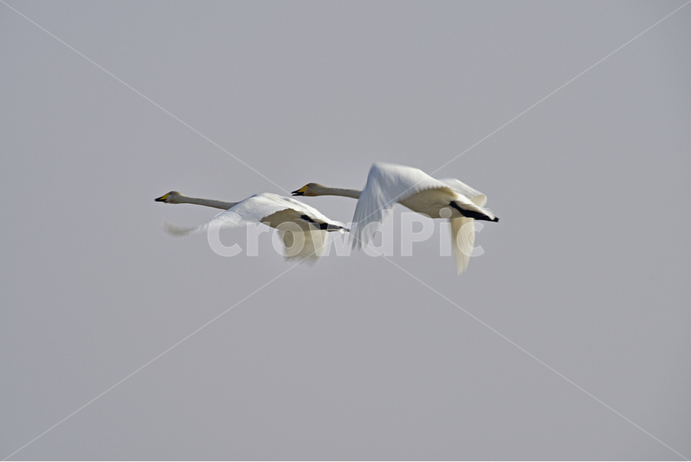 고니,큰고니,겨울철새,철새,물새,조류,오리과,동물,animal,조류,새,birds