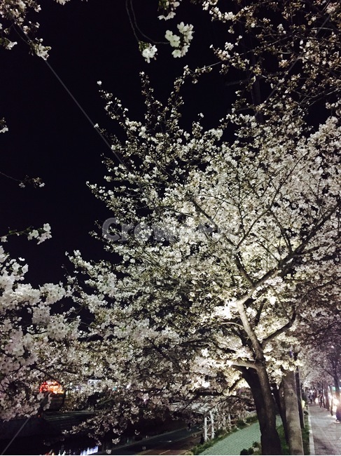 꽃,밤,벚꽃,가로수,길,plant,식물,flower,blossom,봄,계절,spring,season,야경,밤,풍경,nightscape,night,landscape