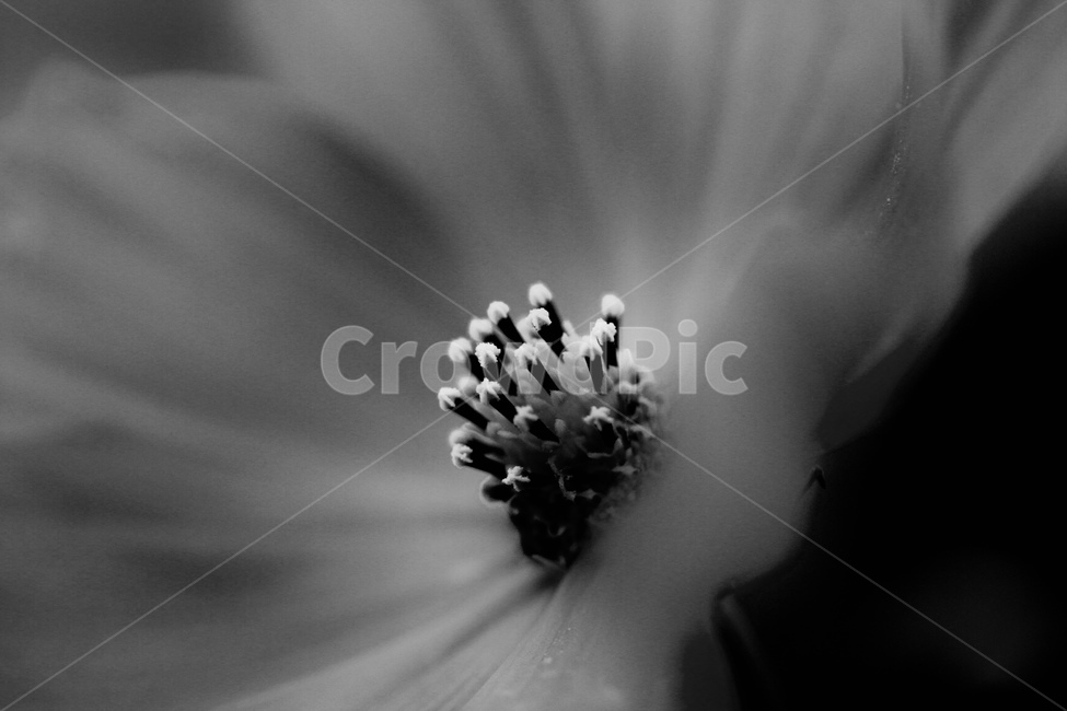 코스모스,흑백,접사,꽃,꽃술,꽃잎,식물,자연,plants,nature,꽃,flower,흑백,모노톤,monochrome,black and white