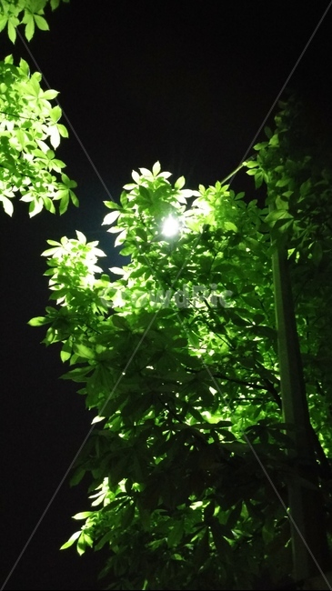 가로등불,가로등,나무잎,야경,밤풍경,무드,빛,자연풍경,조명,분위기,밤,불빛,nightview,감성,감성사진,전등,나무,풍경,nightscape,night,landscape,고독,사색,쓸쓸함,한적한,quiet,speculation